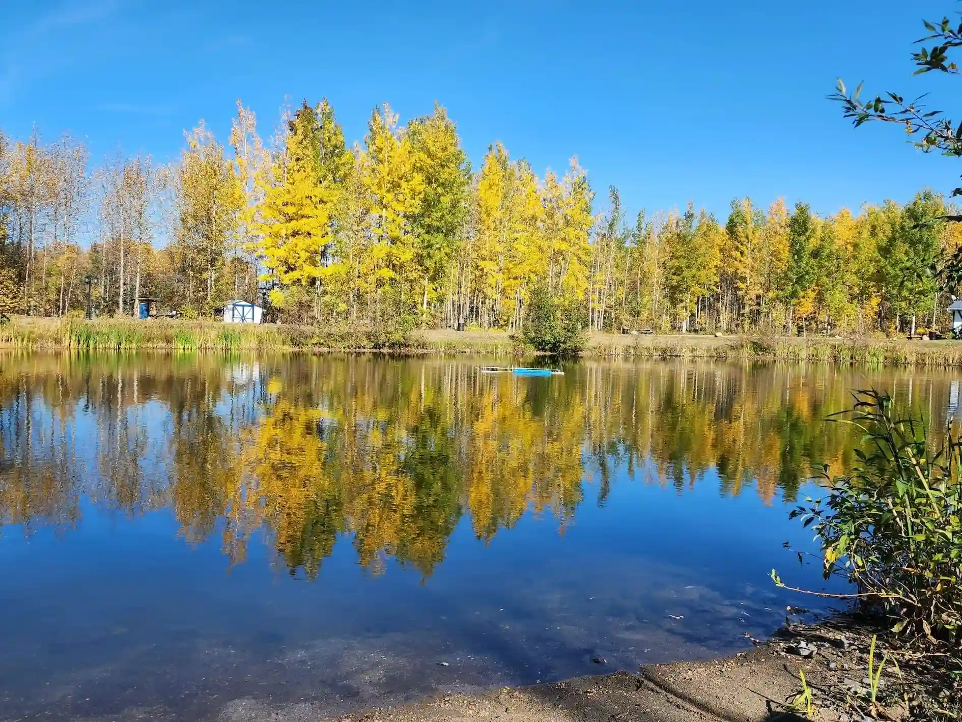 Louie Lake Trees